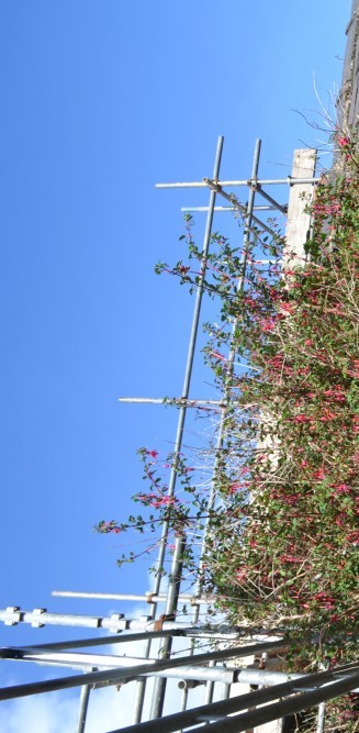 large fuschia bush amongst scaffolding