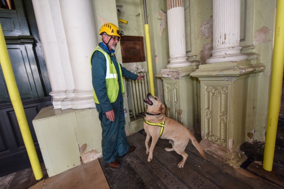 Sam the Rot Hound dog sniffing out rot in historic building