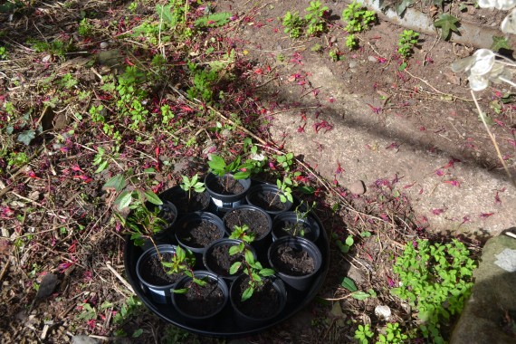 cuttings in pot