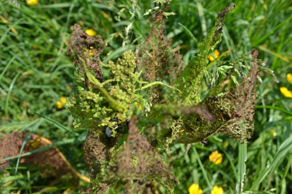 wildflowers and grasses