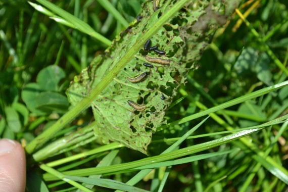 underside of leaf with caterpillars