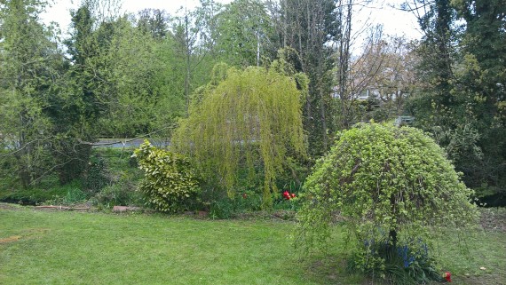 trees and grass at corn mill