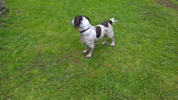 wet spaniel